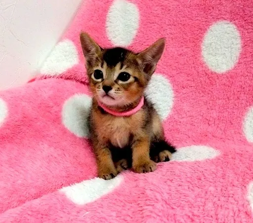 ID:1406-00074の子猫
