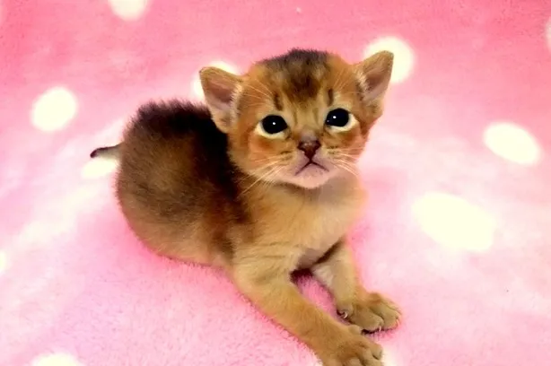 ID:1404-00277の子猫