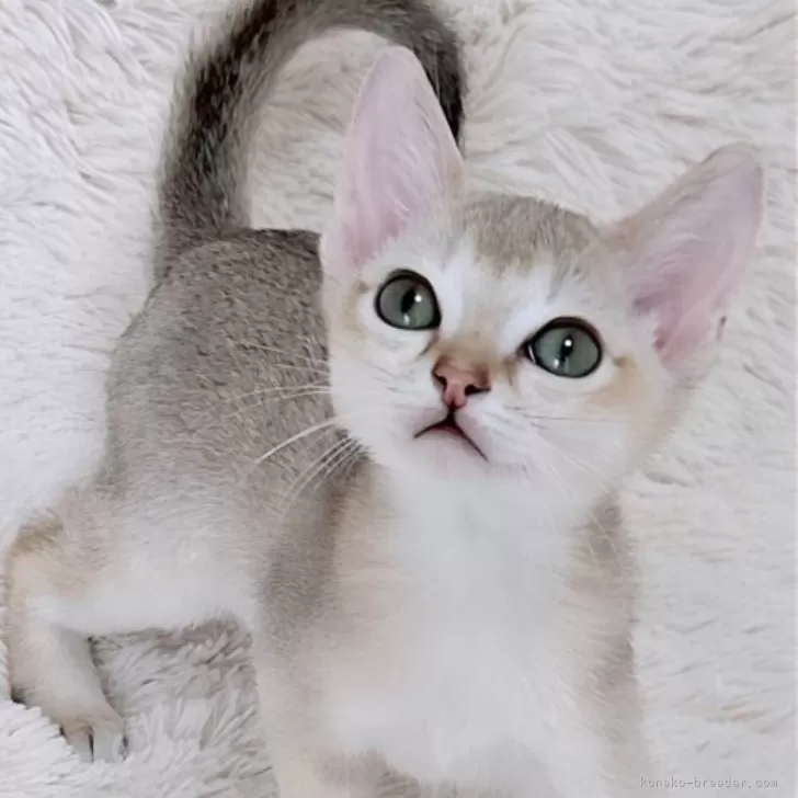 ID:2408-03060の子猫