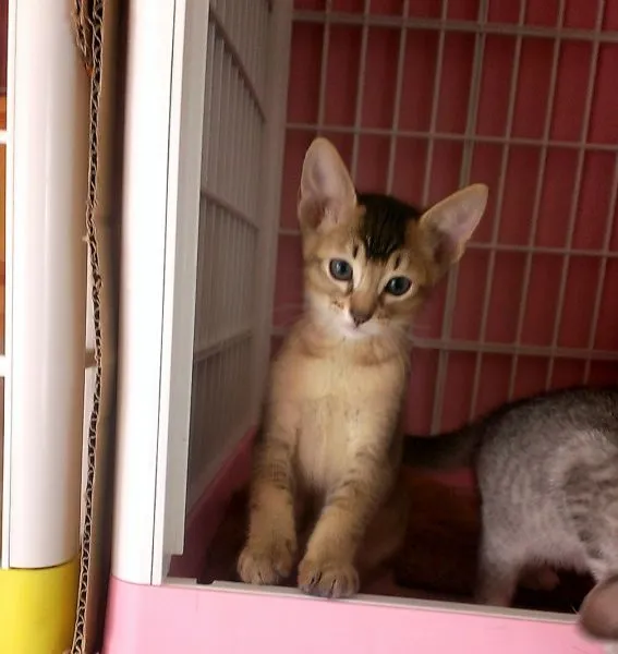 ID:1505-00404の子猫