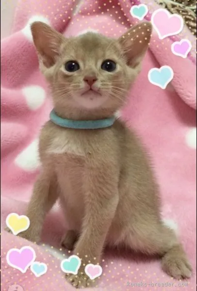 ID:1509-00194の子猫