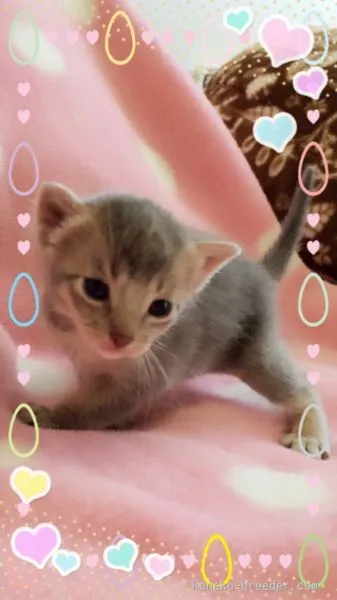 ID:1510-00262の子猫