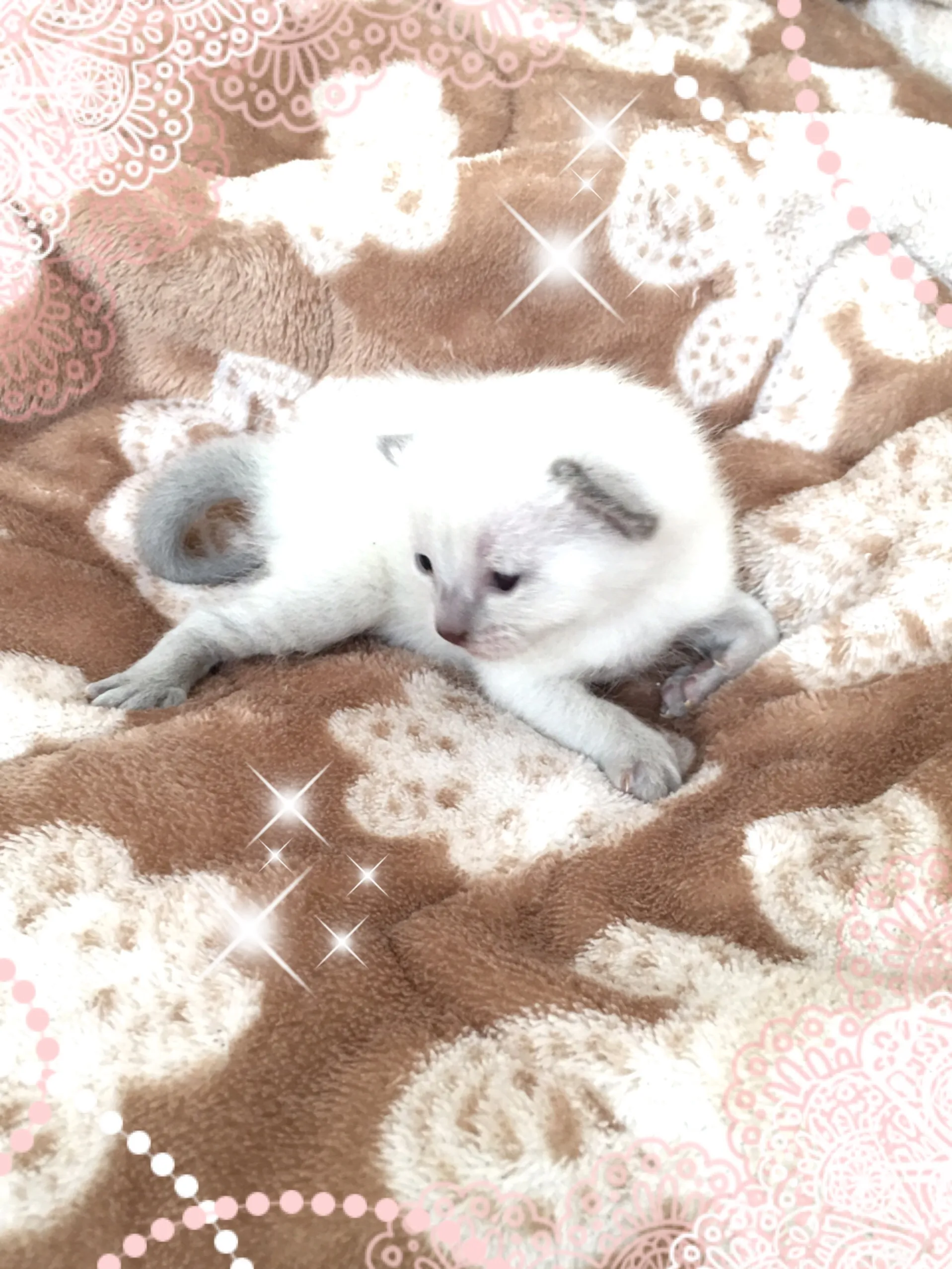 ID:1606-00356の子猫
