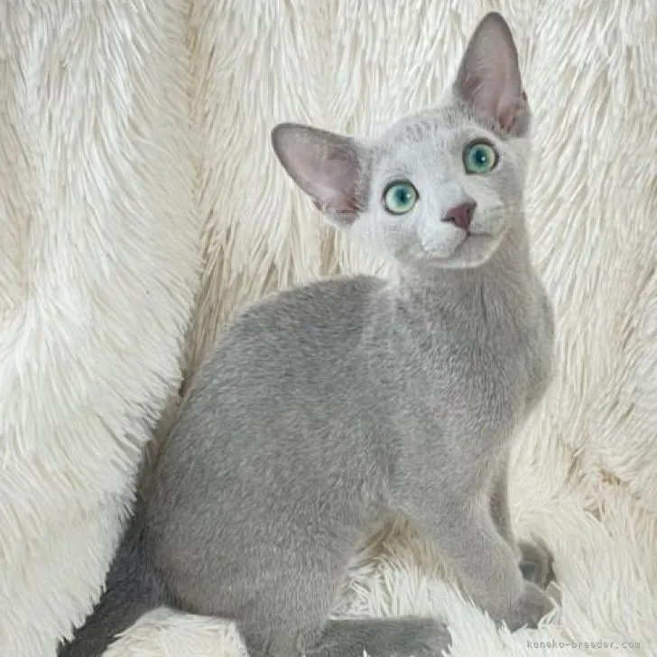 ID:2207-00134の子猫