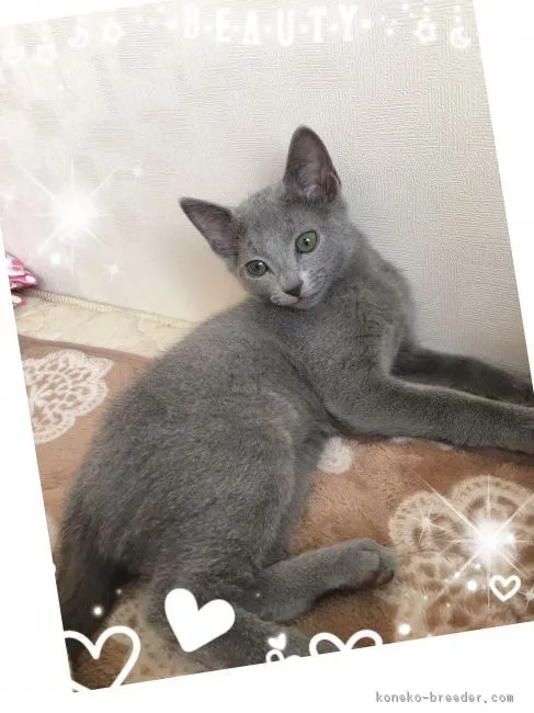 ID:1705-00673の子猫