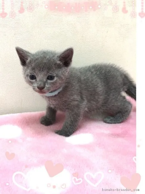 ID:1607-00014の子猫
