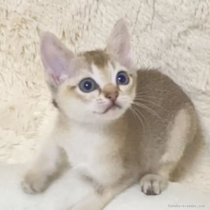 ID:2211-00608の子猫