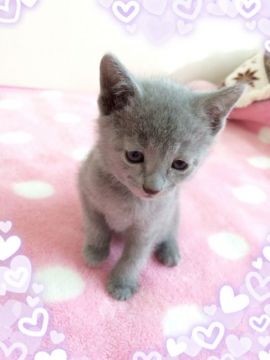 ロシアンブルー【埼玉県・男の子・2015年10月25日・ブルー】の写真「」