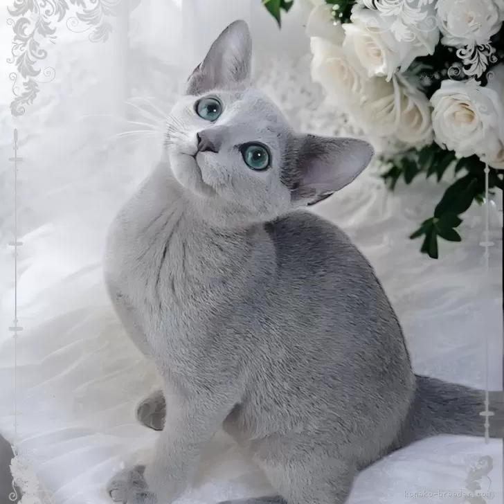 ID：2503-00172の子猫