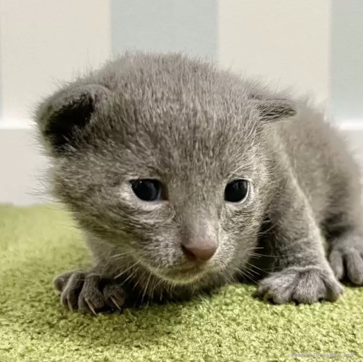 ID:2407-03204の子猫
