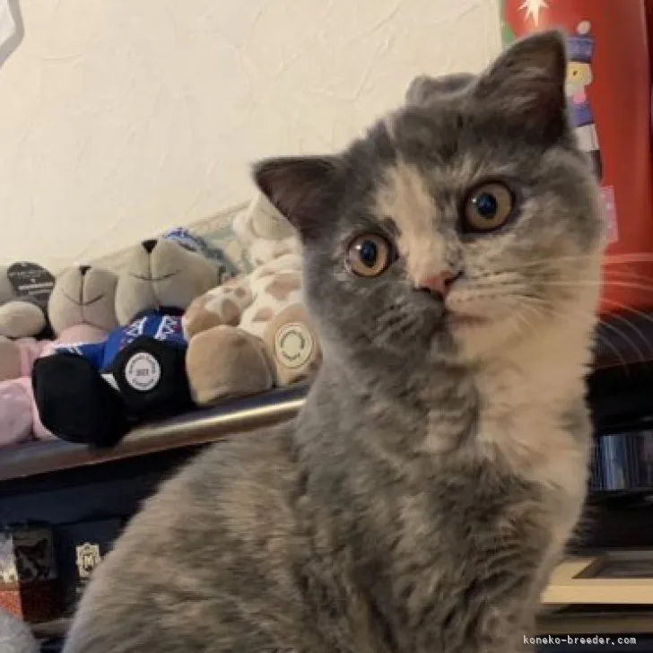 ID:2307-02025の子猫