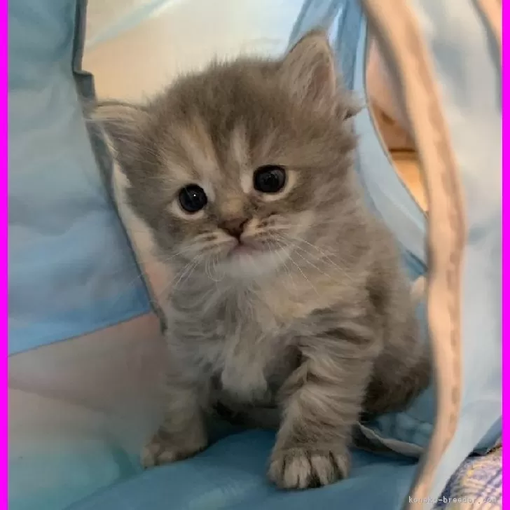 ID:2312-02616の子猫