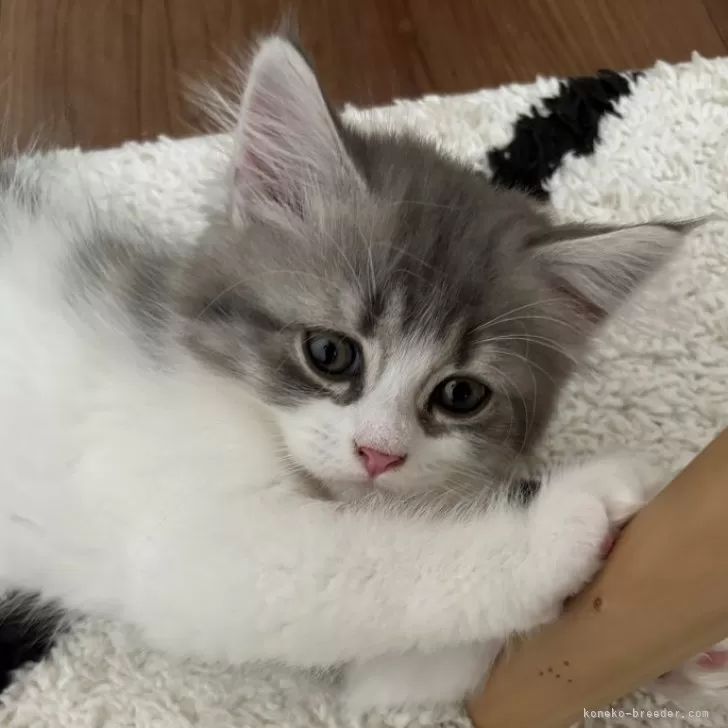 ID:2404-02410の子猫