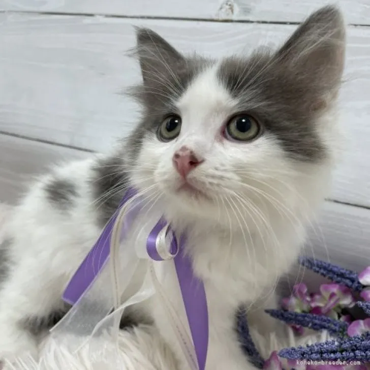 ID:2311-01698の子猫