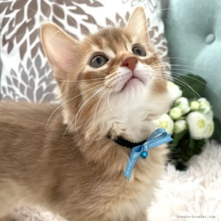 ID:2303-02484の子猫