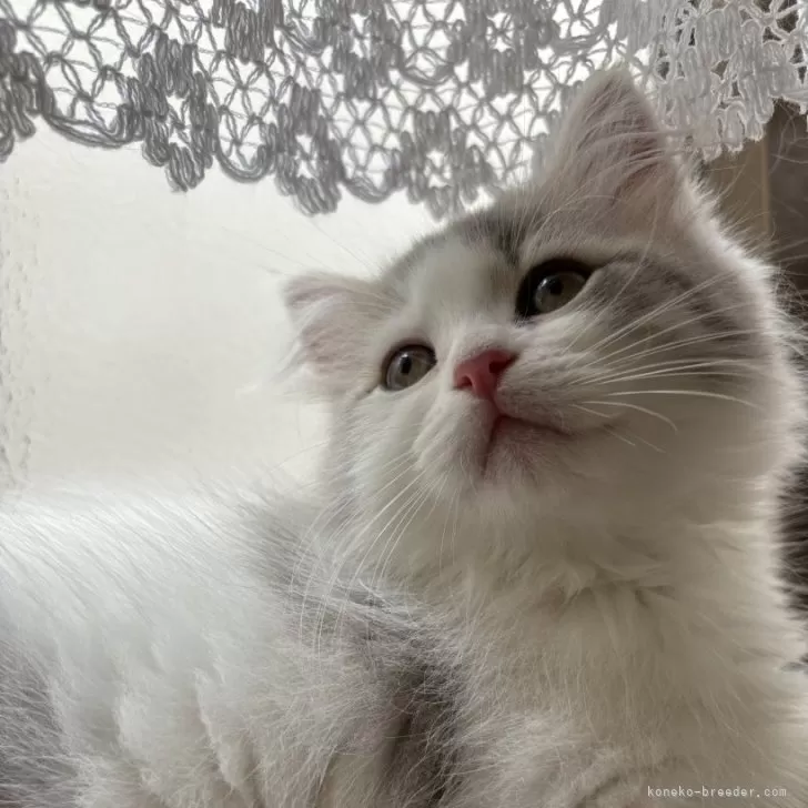 ID:2404-02412の子猫