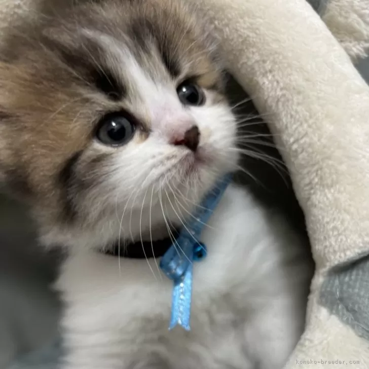 ID:2410-00569の子猫