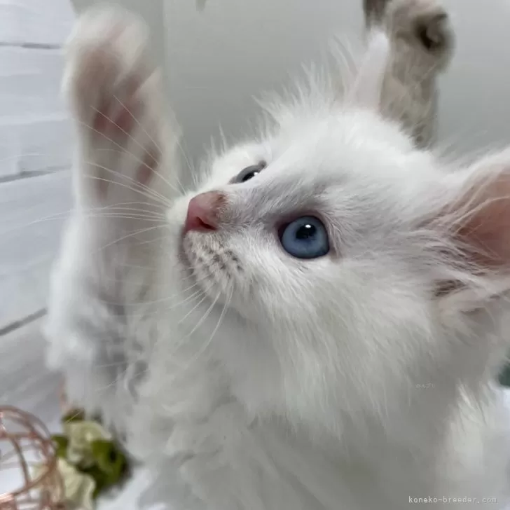 ID:2312-01974の子猫