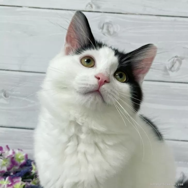 ID:2311-01701の子猫