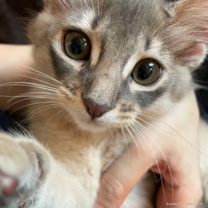 ID:2308-01543の子猫
