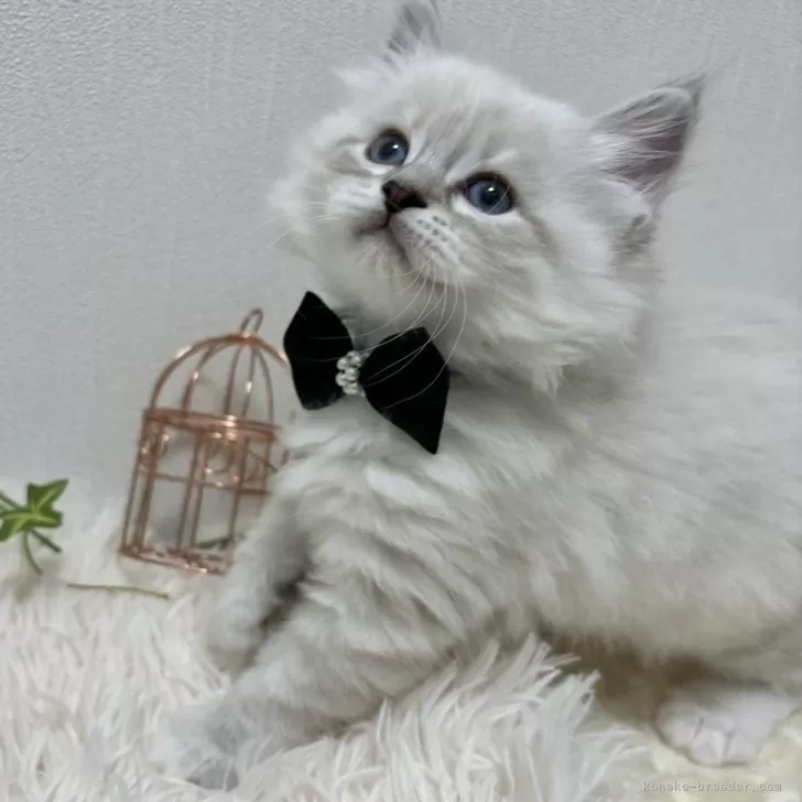 ID:2403-01916の子猫