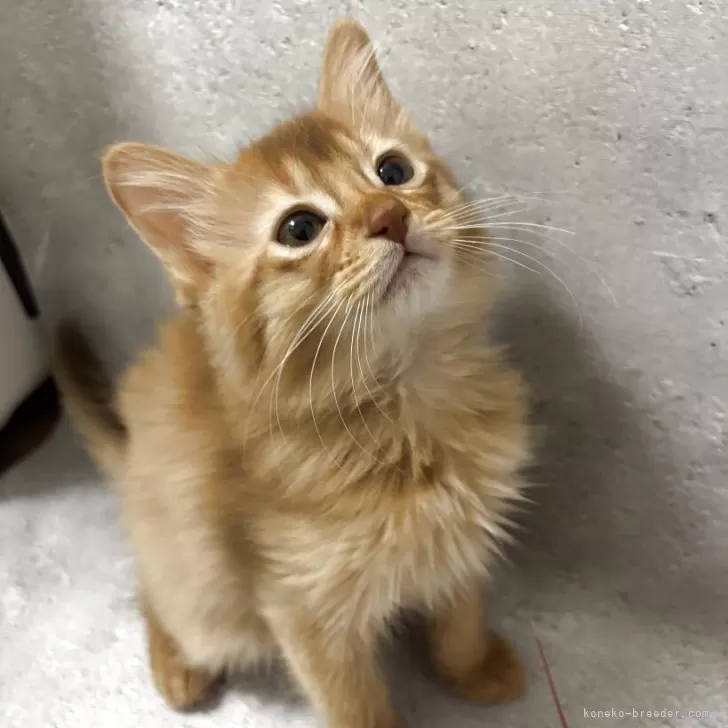 ID:2504-02133の子猫