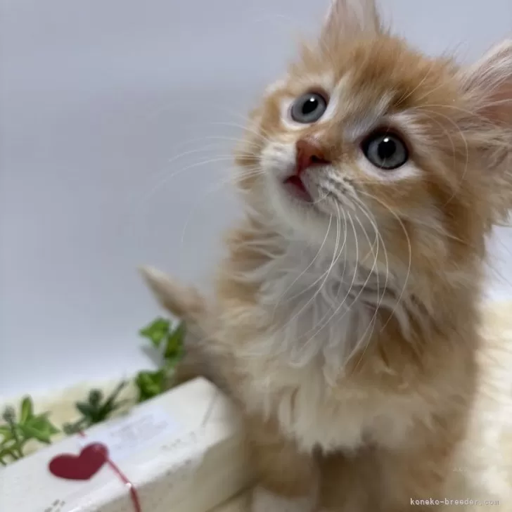 ID:2502-00953の子猫