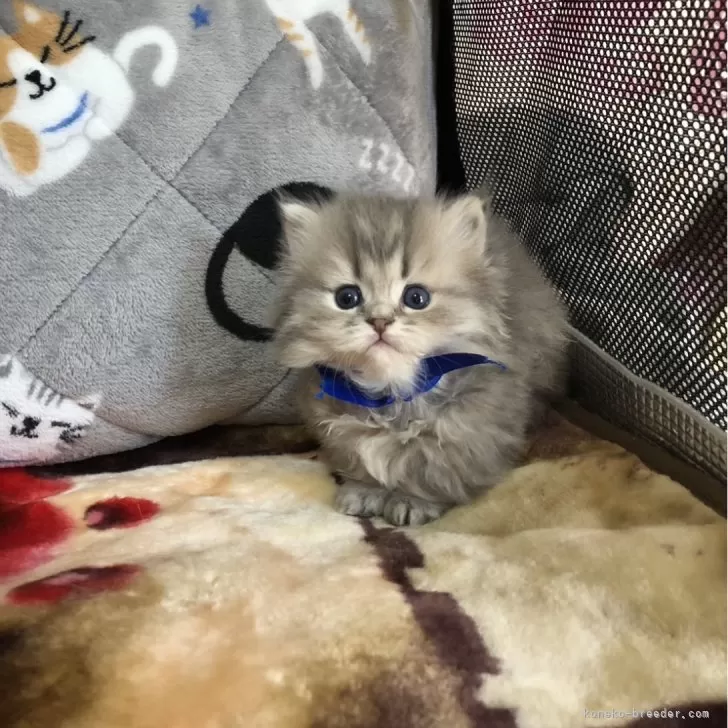 ID:2401-02062の子猫