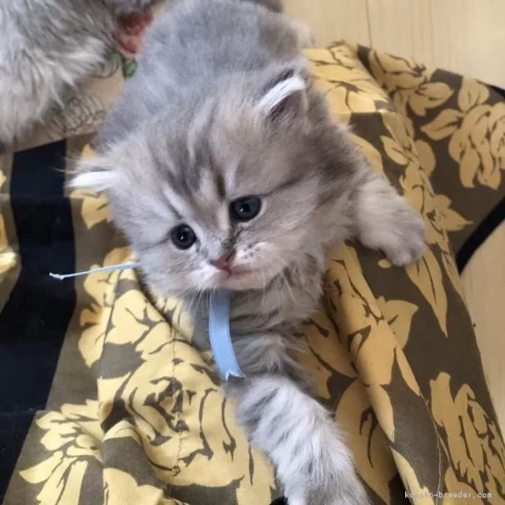 ID:2401-00374の子猫