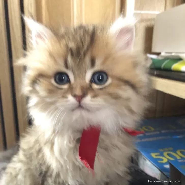 ID:2406-00034の子猫