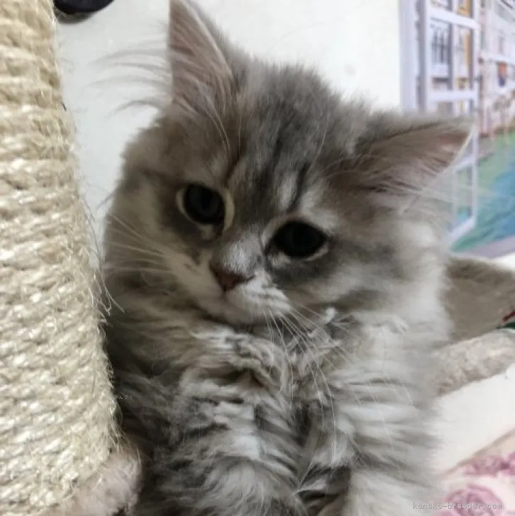 ID：2308-01153の子猫