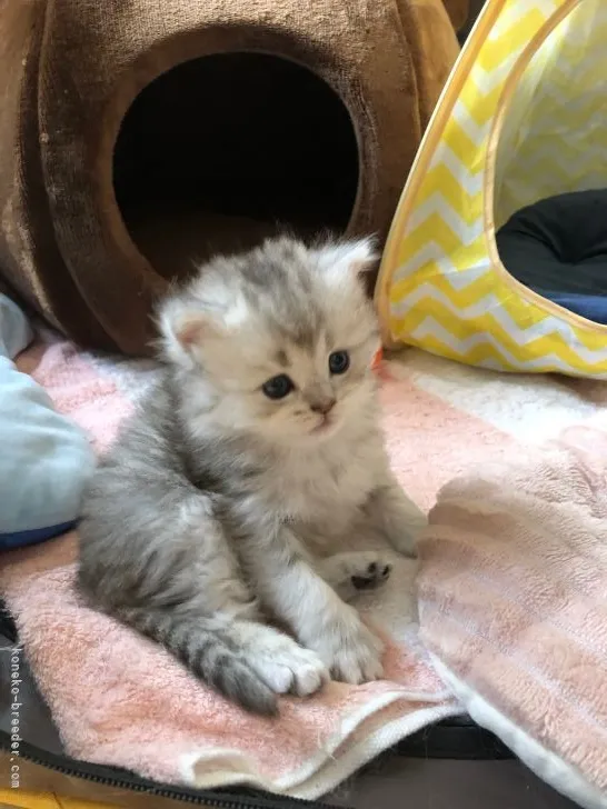ID:2204-02291の子猫