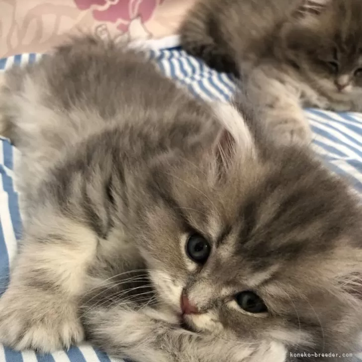 ID:2406-00358の子猫