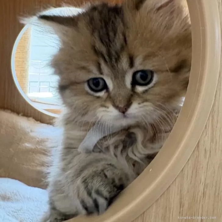 ID:2503-01128の子猫