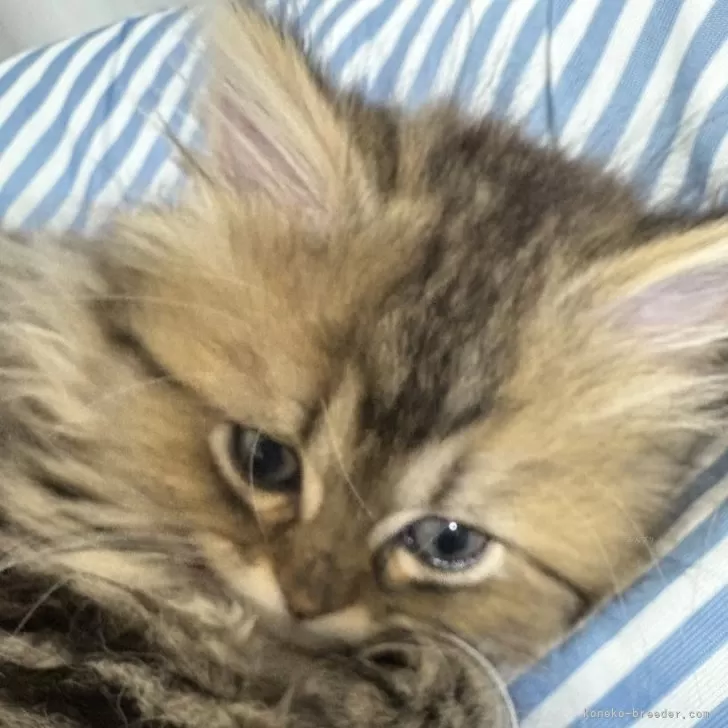 ID:2503-01238の子猫