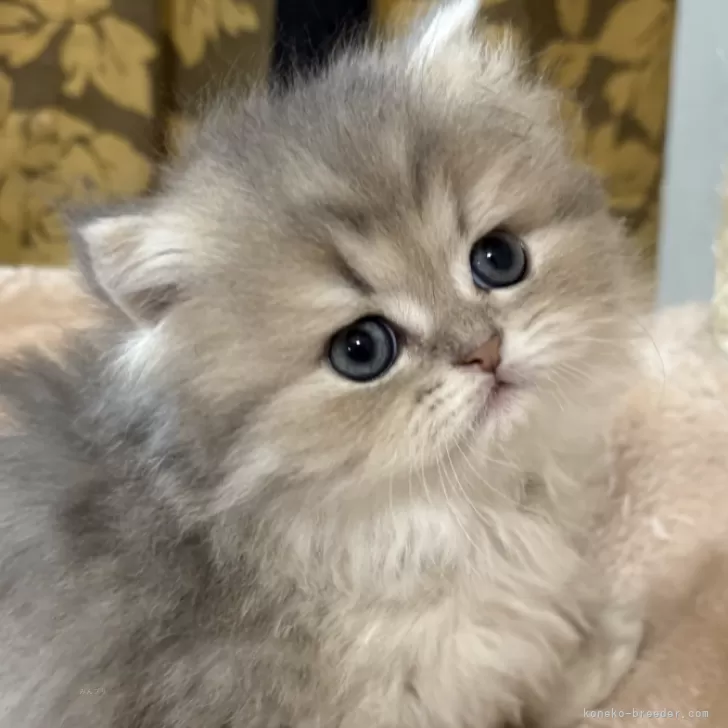 ID：2502-01733の子猫