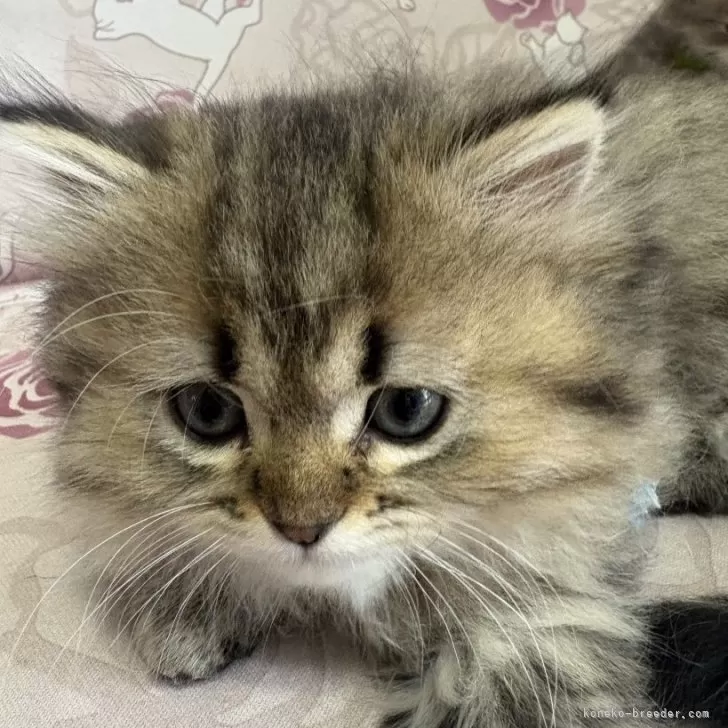 ID:2503-02295の子猫