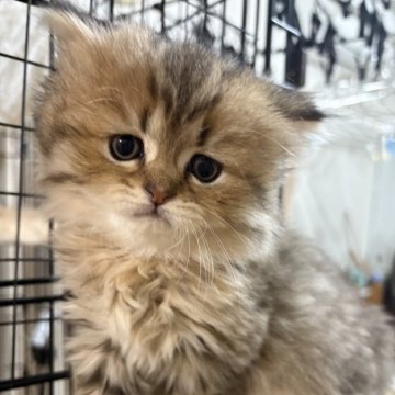 ミヌエット(長足)【愛知県・男の子・2025年2月16日・ブラウンパッチドタビー（長毛）】の写真「眠くなると一緒にベッドに来てくれて寝てくれます」