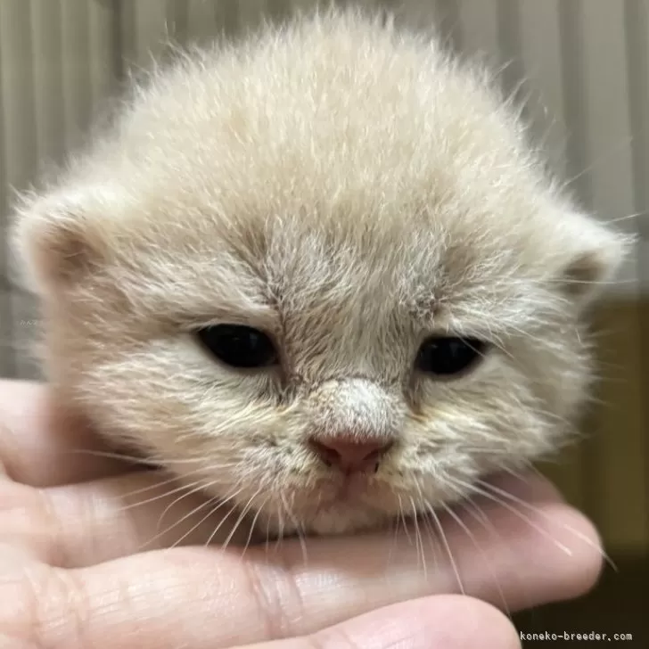 ID:2406-03388の子猫