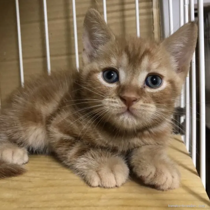 コロ助 様のお迎えした子猫