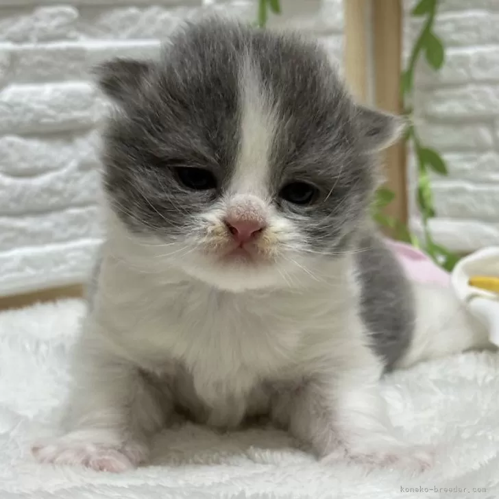 ID:2404-01782の子猫
