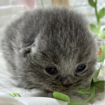 ブリティッシュロングヘア【栃木県・男の子・2024年11月16日・ブルー】の写真「ブルーの男の子」