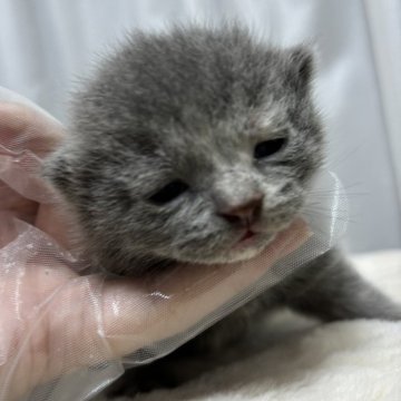 ブリティッシュショートヘア【栃木県・女の子・2024年5月3日・ブルークリーム】の写真「ブルークリームの女の子（2）」