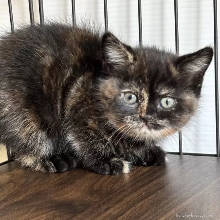 ID:2502-01744の子猫