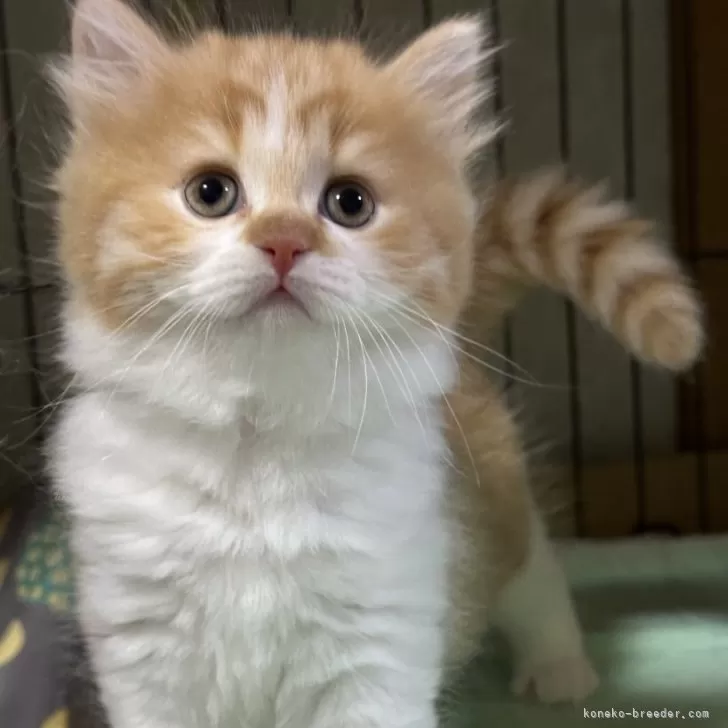 ID:2503-02092の子猫