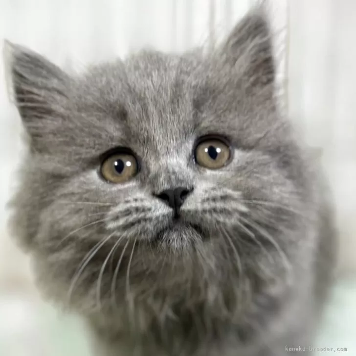 ID:2504-02064の子猫