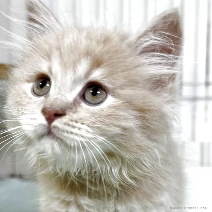 ID:2504-02060の子猫