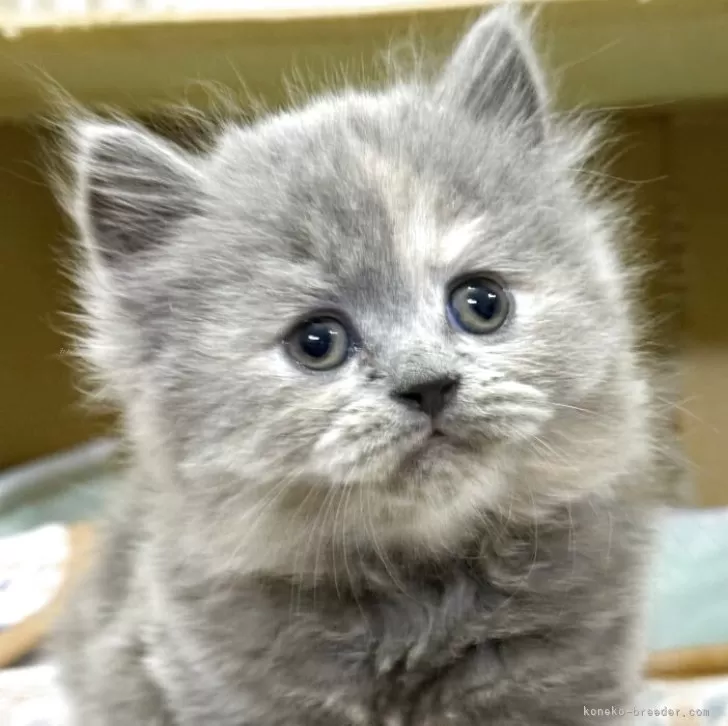 ID:2504-02063の子猫