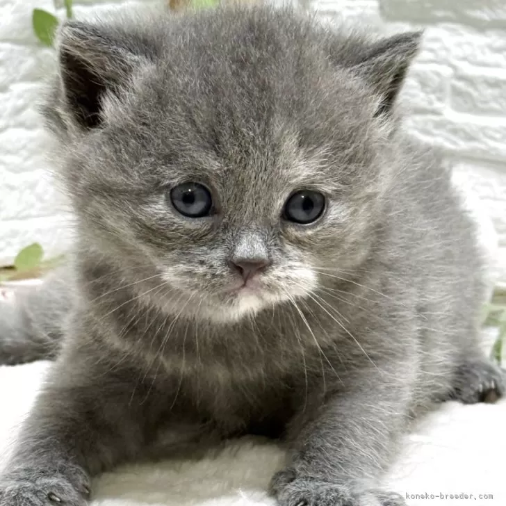 A.M 様のお迎えした子猫