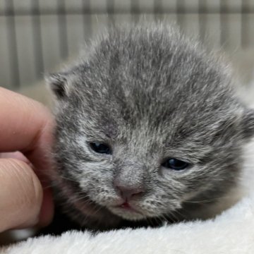 ブリティッシュショートヘア【栃木県・男の子・2025年2月10日・ブルークリーム】の写真「ブルークリームの女の子」